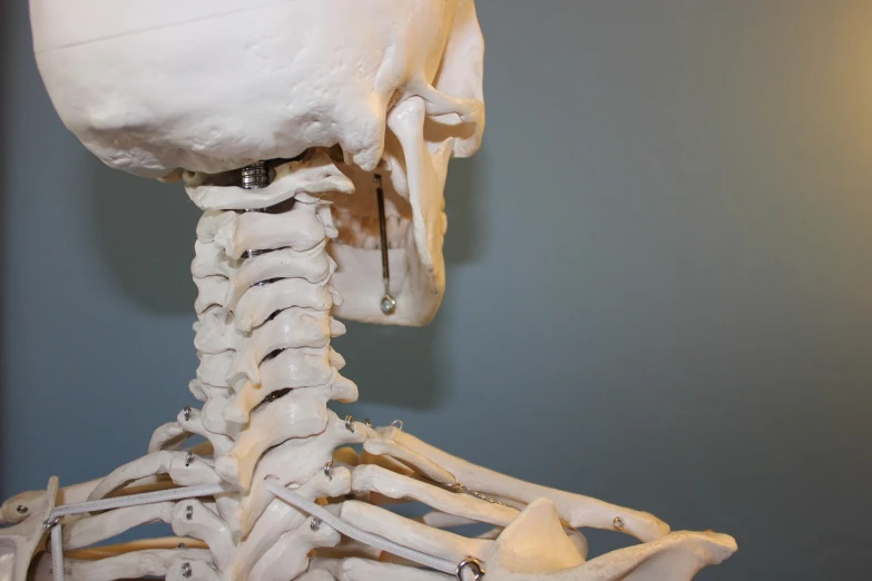 a close up of a skeleton in a museum, a marble sculpture, inspired by Muirhead Bone, shutterstock, vocal tract model, neck rings, half body photo, relaxed posture