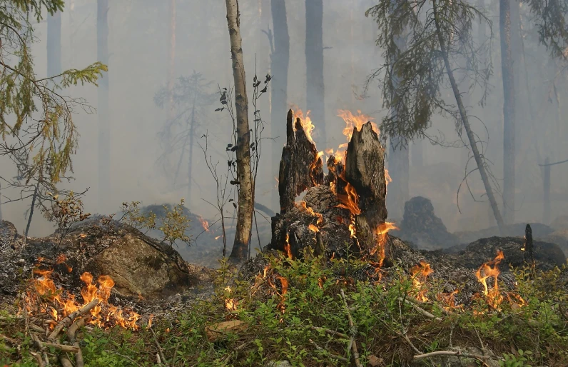 a fire burning in the middle of a forest, by Jan Rustem, flickr, hurufiyya, summer siberian forest taiga, pillar, destructive, c. r. stecyk iii