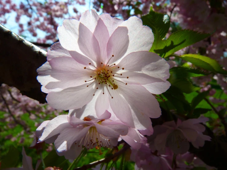 a close up of a flower on a tree, a picture, by Erwin Bowien, flickr, sōsaku hanga, sakura flower, softly shadowed, close up front view, view from bottom to top