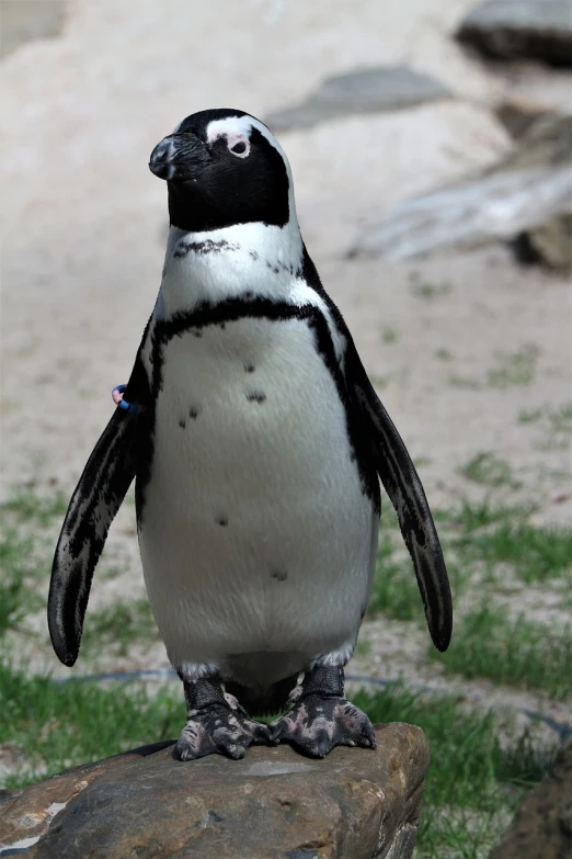 a penguin that is standing on a rock, a portrait, by Dietmar Damerau, pixabay, white stripes all over its body, in the zoo exhibit, cape, high res photo