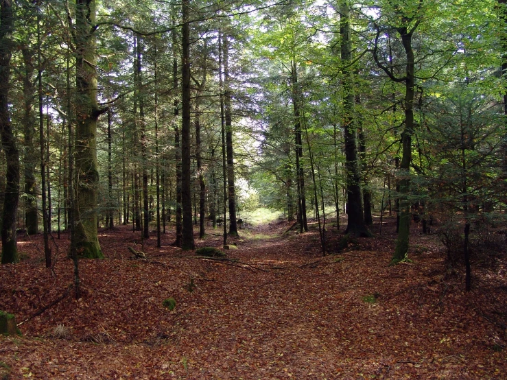 a forest filled with lots of trees and leaves, by Dietmar Damerau, flickr, forest plains of north yorkshire, forest trail, shot on a 2 0 0 3 camera, pine wood