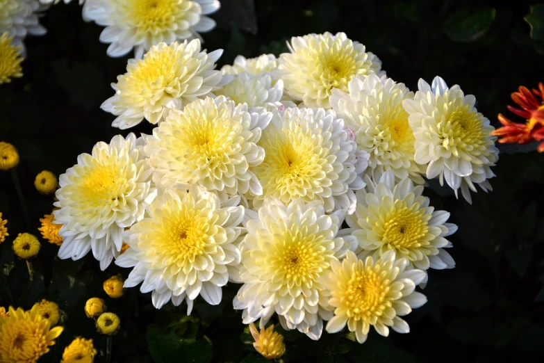 a bunch of yellow and white flowers in a garden, a portrait, pixabay, baroque, chrysanthemum eos-1d, beijing, october, white mist