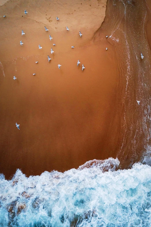 a group of seagulls flying over a sandy beach, by Ibrahim Kodra, unsplash contest winner, conceptual art, view from above on seascape, ocher, surfing, 4k/8k