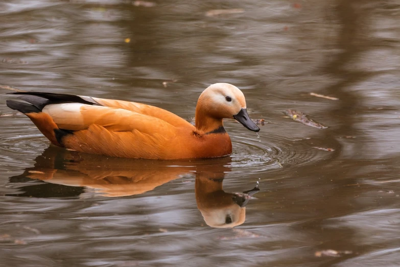 a duck floating on top of a body of water, baroque, vibrant but dreary orange, sigma 7 5 mm, a blond, f/2.5