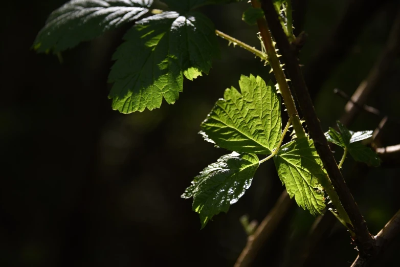 a close up of a leaf on a tree branch, by Richard Carline, raspberry, sunny day in the forrest, backlight green leaves, on black background