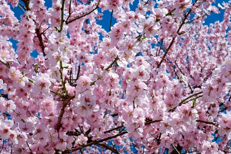 a tree with pink flowers against a blue sky, a portrait, by Leonard Bahr, pexels, sōsaku hanga, 3 2 x 3 2, fruit trees, sakura bloomimg, wallpaper - 1 0 2 4