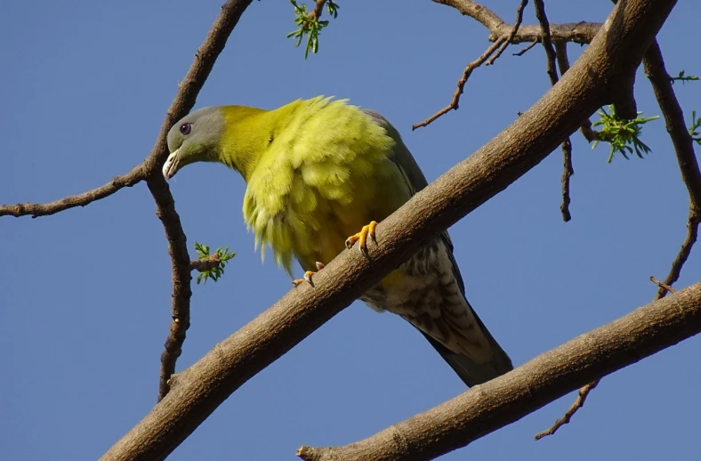 a yellow bird sitting on top of a tree branch, a photo, by Robert Brackman, flickr, hurufiyya, dove, green skinned, karo, trailer