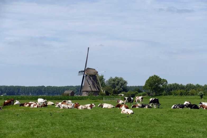a herd of cattle laying on top of a lush green field, a picture, by Michiel van Musscher, dutch windmill gundam, old village in the distance, very accurate photo, high res photo