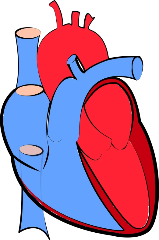 a blue vase and a red heart on a black background, an illustration of, by Tom Carapic, pixabay, digital art, heart kidney lungs, close up half body shot, flat color and line, abstract illustration