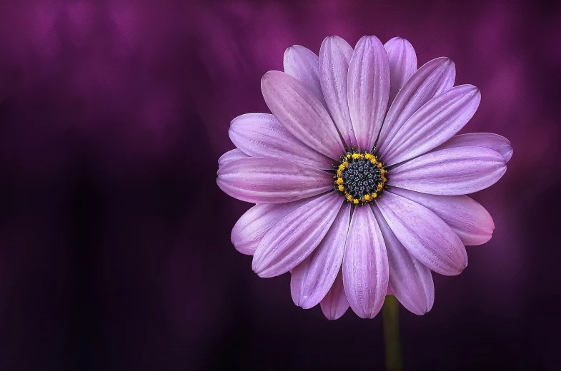 a close up of a purple flower on a purple background, a picture, by Alison Geissler, trending on pixabay, narrow depth of field, giant daisy flower over head, computer wallpaper, tim hildebrant