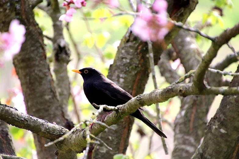 a black bird sitting on top of a tree branch, by Istvan Banyai, flickr, springtime, flower, 🦩🪐🐞👩🏻🦳, singer