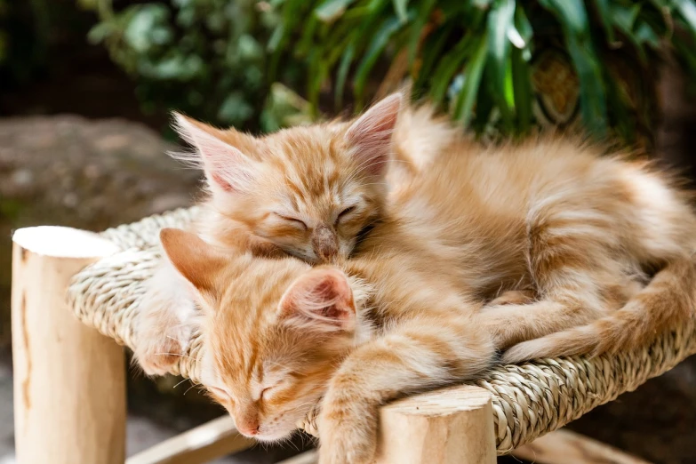 a couple of cats laying on top of a wooden chair, shutterstock, two kittens sleeping in a basket, ginger hair and fur, wallpaper - 1 0 2 4, cats and plants