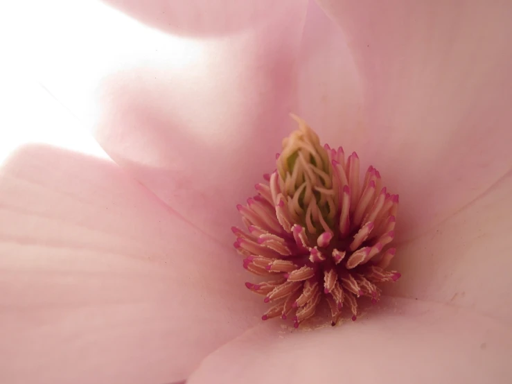 a close up view of a pink flower, inspired by Anne Geddes, flickr, magnolia, inside view, anemones, closeup photo