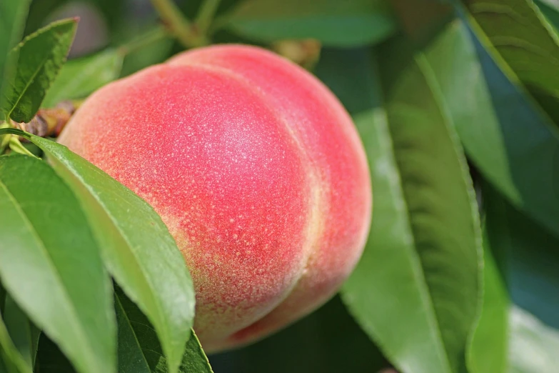 a close up of a peach on a tree, renaissance, emerald, an award winning, thumbnail, summer vibrance