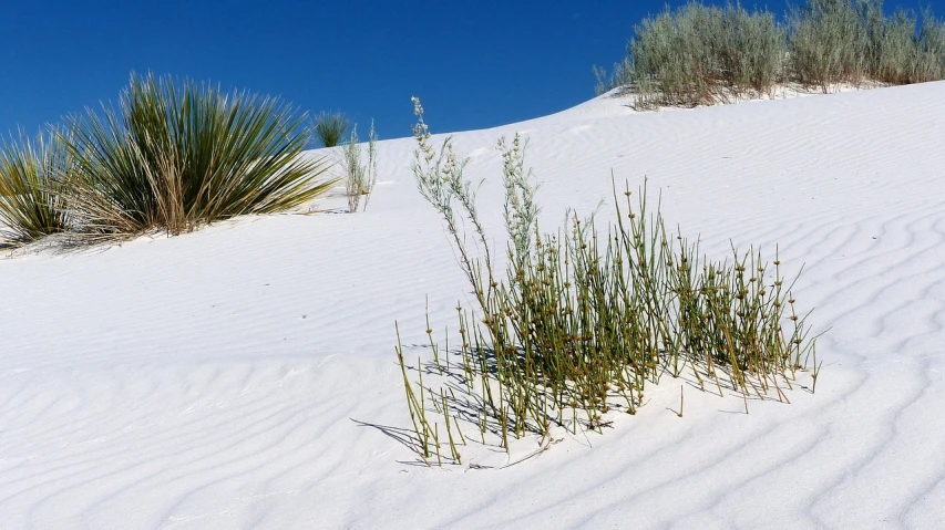 a plant that is growing out of the sand, by Linda Sutton, flickr, white desert, flowing white robes, wild foliage, usa-sep 20