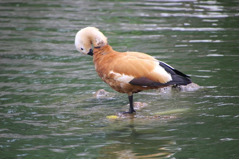 a duck that is standing in the water, a photo, by Jacob Duck, baroque, picture taken in zoo, partially bald, caramel, maui