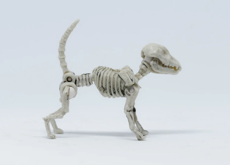 a skeleton of a dog on a white surface, by Shigeru Aoki, polycount contest winner, miniature resine figure, velociraptor, 1 / 1 6 th scale, miniature product photo