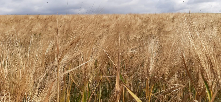 a field of wheat with a blue sky in the background, by Karl Völker, photo taken in 2018, loosely cropped, heavy grain-s 150, looking off to the side