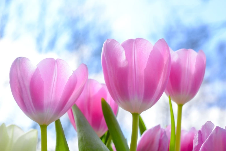 a group of pink and white tulips against a blue sky, a picture, by Hans Schwarz, pixabay, romanticism, soft light 4 k in pink, from the waist up, with god blushing, shaded