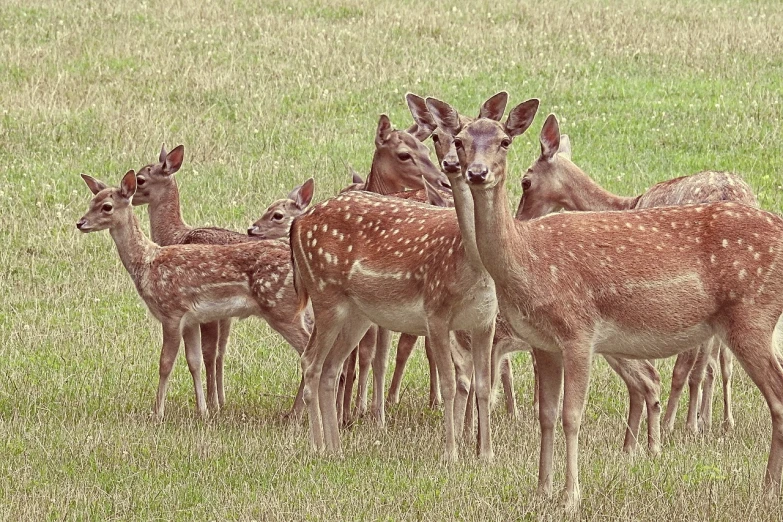 a herd of deer standing on top of a lush green field, a picture, pexels, fine art, innocent face, family photo, 2022 photograph, sarah cliff