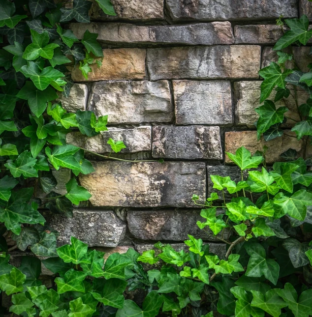 a stone wall with ivys growing on it, a photo, by Alexander Robertson, shutterstock, textured canvas, green vines, tyler west, stock photo