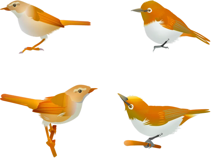 four different kinds of birds on a black background, an illustration of, by Yang Borun, trending on pixabay, mingei, orange and white, 2d side view, marmalade, high detail illustration