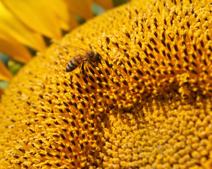 a bee sitting on top of a sunflower, by Jan Konůpek, depth detail, harvest, closeup - view, outdoor photo