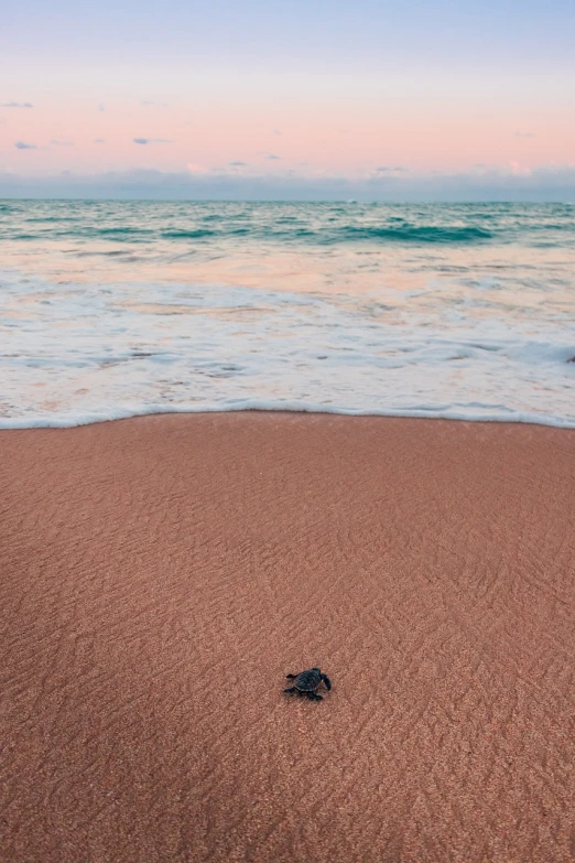 a turtle laying on top of a sandy beach next to the ocean, by Felipe Seade, minimalism, at gentle dawn pink light, mediterranean beach background, cresting waves and seafoam, thailand