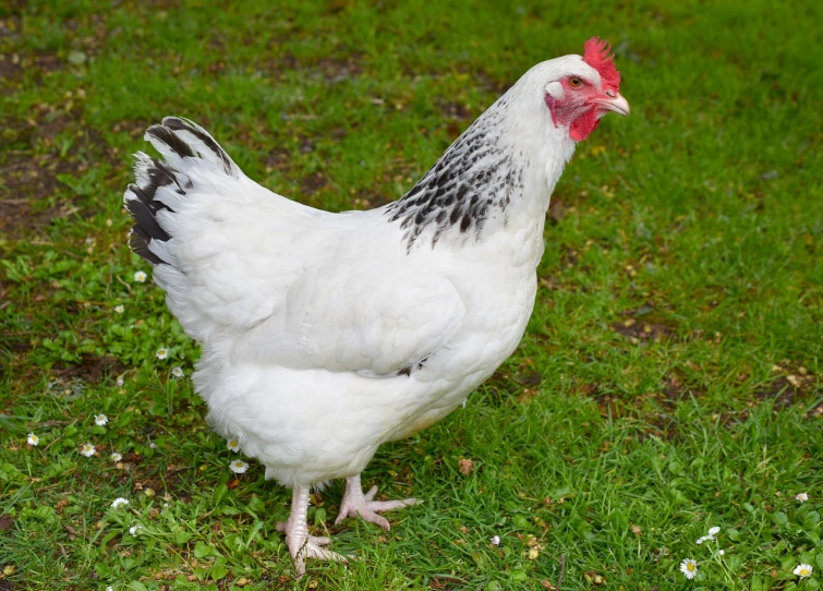 a white chicken standing on top of a lush green field, a portrait, shutterstock, regal and proud robust woman, full subject shown in photo, 5 years old, high res photo