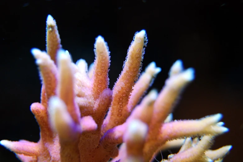 a close up of a coral in a tank, a macro photograph, flickr, nighttime!, gnarled fingers, ultrafine detail ”, close-up!!!!!!