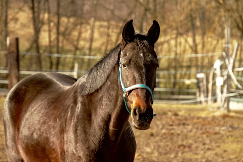 a brown horse standing on top of a grass covered field, a portrait, bluish face, february), closeup photo, ebony