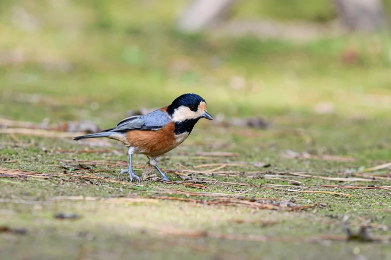 a small bird standing on top of a grass covered field, by Dietmar Damerau, flickr, walking towards the camera, imari, beta male, manuka