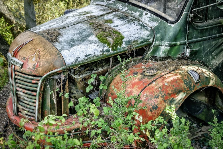 an old truck that is sitting in the grass, by Richard Carline, auto-destructive art, moss and vegetation, closeup at the face, red and green, high resolution and detail