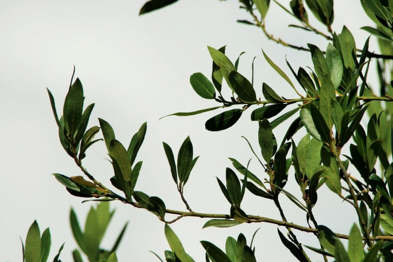 a bird sitting on top of a tree branch, hurufiyya, magnolia leaves and stems, olive oil, viewed from very far away, leaf