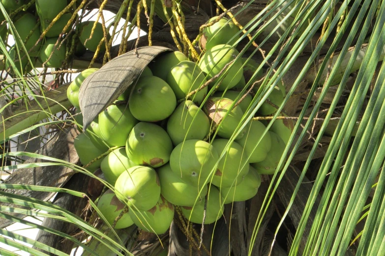 a bunch of green coconuts hanging from a tree, by Edward Corbett, flickr, vastayan, contain, 7 7 7 7, silk