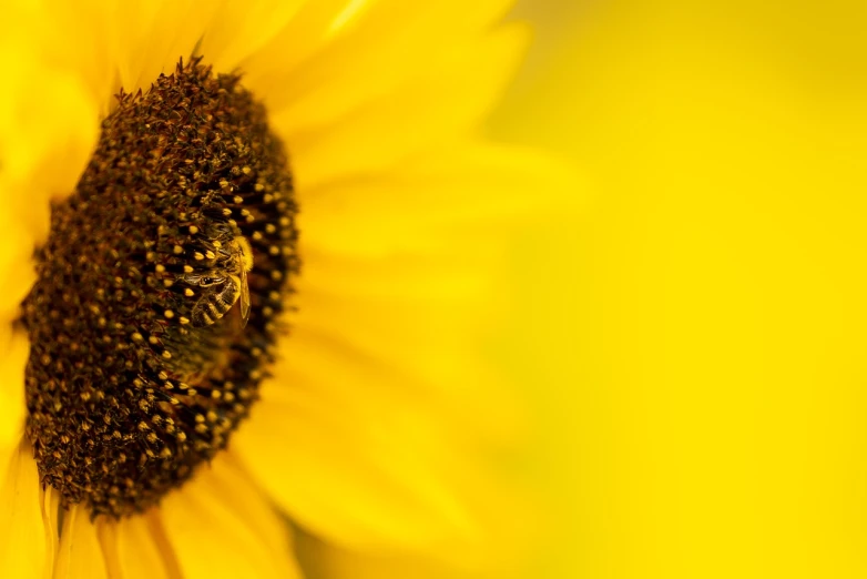 a close up of a sunflower with a bee on it, a macro photograph, minimalism, high detail product photo