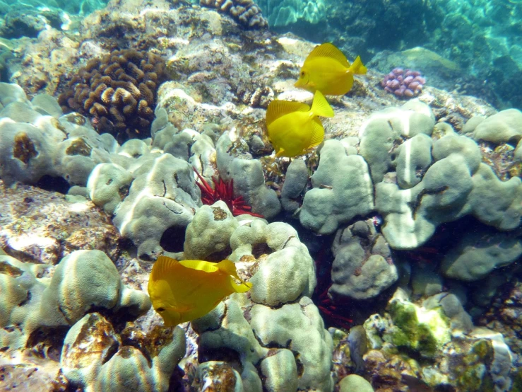 a group of yellow fish sitting on top of a coral, flickr, kauai, stingrays, けもの, view from the side”