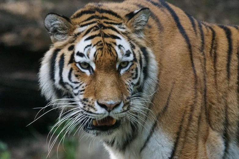 a close up of a tiger with a blurry background, by Dietmar Damerau, flickr, sumatraism, sharp fangs and tusks, with a white muzzle, but very good looking”, kodak photo