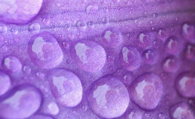 a close up of water droplets on a purple surface, a macro photograph, by Jon Coffelt, pointillism, microscopic tardigrades, iris, histological, purple raincoat