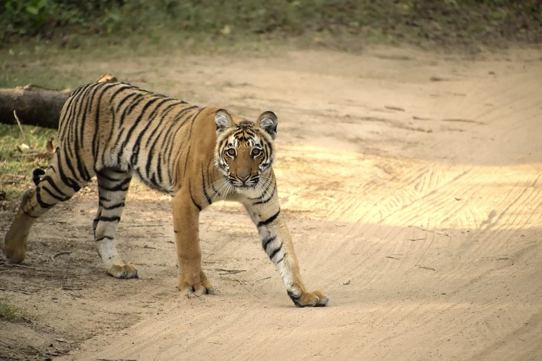 a tiger walking across a dirt road, a picture, shot on 1 5 0 mm, threatening pose, she is looking at us, highly polished