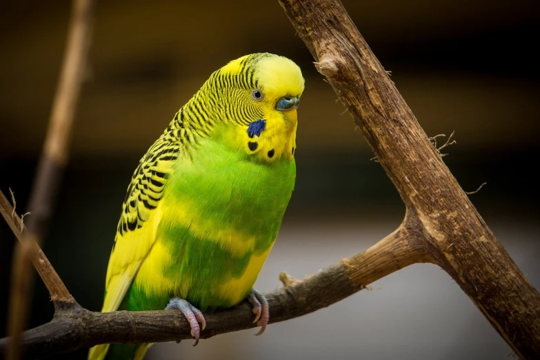 a green and yellow parakeet sitting on a branch, a portrait, shutterstock, taken in zoo, 2 4 mm iso 8 0 0 color, yellow, wooden