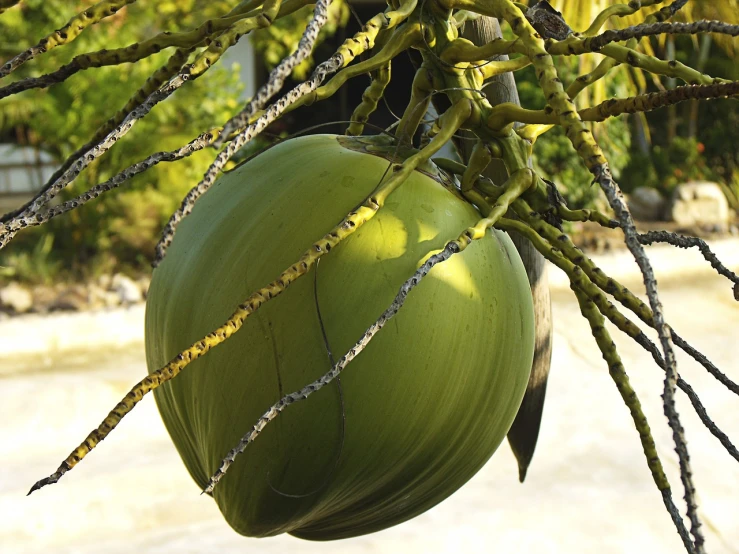 a close up of a green fruit on a tree, by Edward Corbett, hurufiyya, coconuts, hanging upside down, sun, lagoon