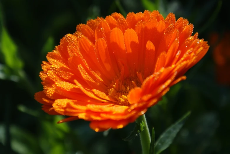 an orange flower with water droplets on it, marigold, hot and sunny highly-detailed, in the early morning, 7 0 mm photo