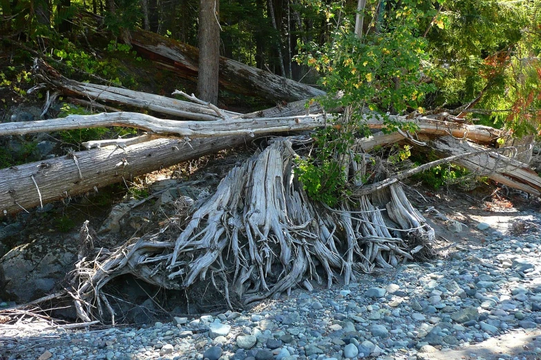 a pile of wood sitting on top of a rocky beach, by Jim Nelson, flickr, covered with roots, british columbia, shade, full of silver layers