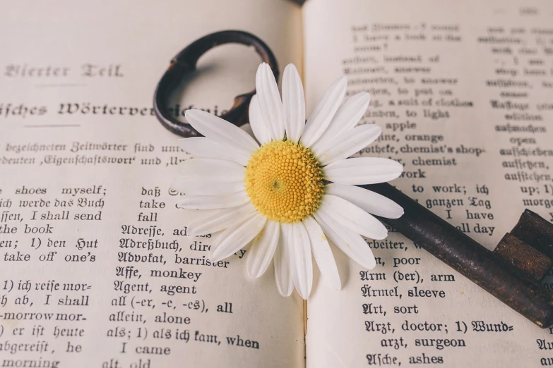 a white flower sitting on top of an open book, key is on the center, daisy, 🌸 🌼 💮, read a directory book