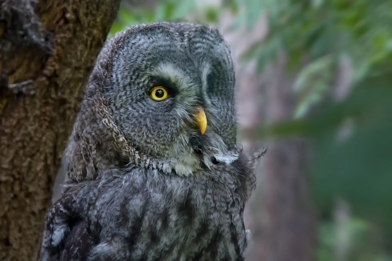 a close up of a bird near a tree, a portrait, by Dietmar Damerau, pixabay contest winner, owl feathers, eating, dressed in a gray, extremely detailed and coherent