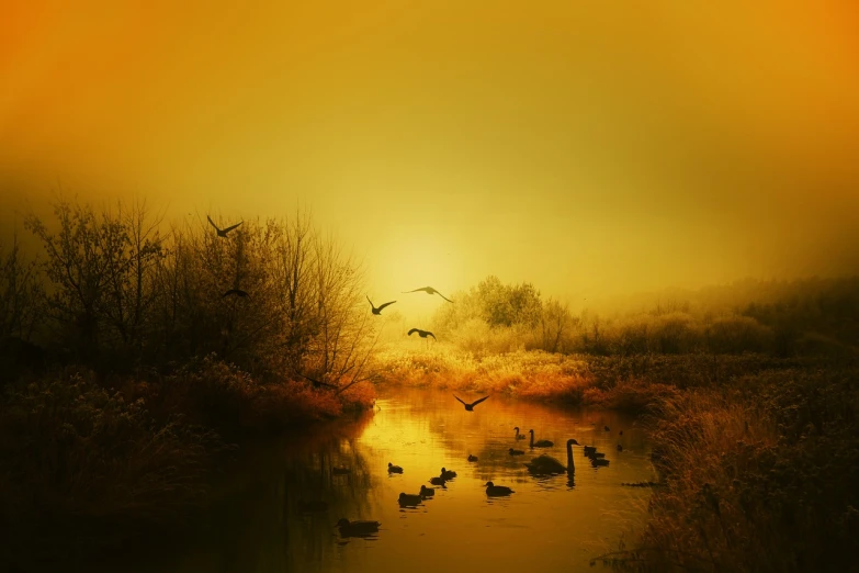 a flock of birds flying over a body of water, a photo, inspired by Igor Zenin, tonalism, autumn background, yellow mist, nature photo