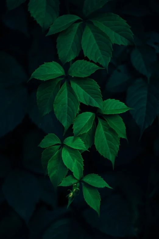 a close up of a plant with green leaves, inspired by Elsa Bleda, cinematic 4 k wallpaper, poison ivy, dark backgroud, 4 k wallpaper