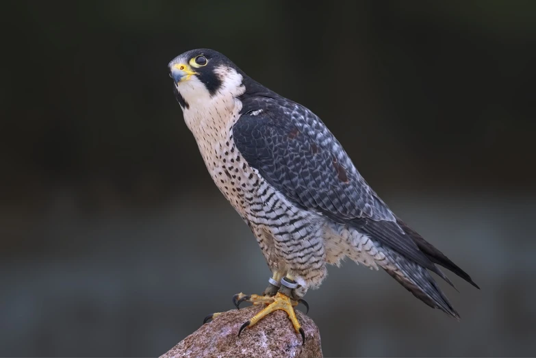 a close up of a bird of prey on a rock, a portrait, shutterstock, renaissance, sitting on a log, mid shot photo