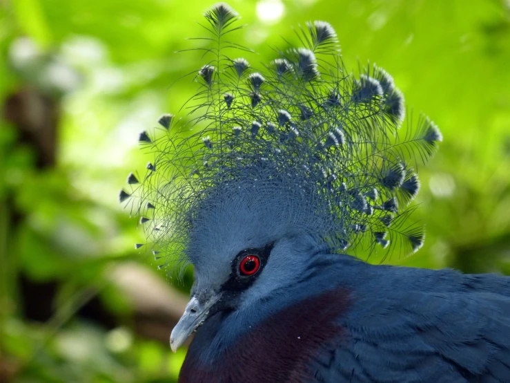 a close up of a bird with a feather on it's head, a portrait, hurufiyya, many crowns!! upon his head, blue head, wallpaper - 1 0 2 4, brazilian
